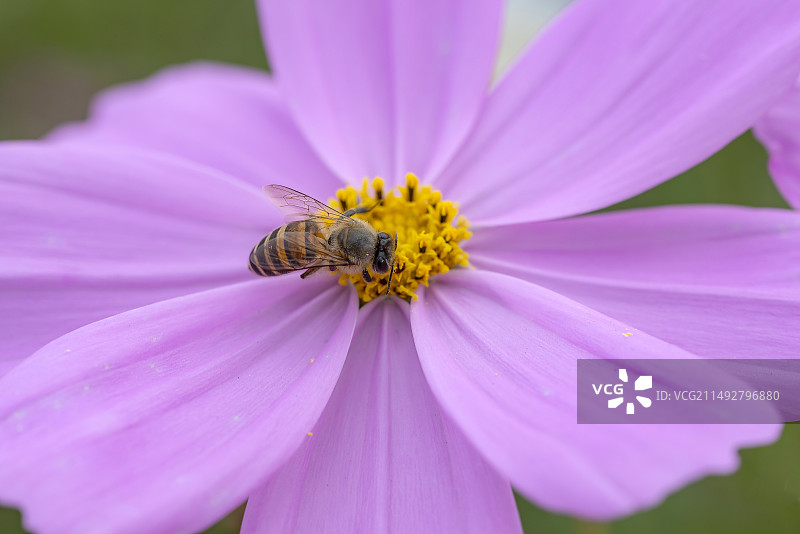 蜜蜂花朵图片素材