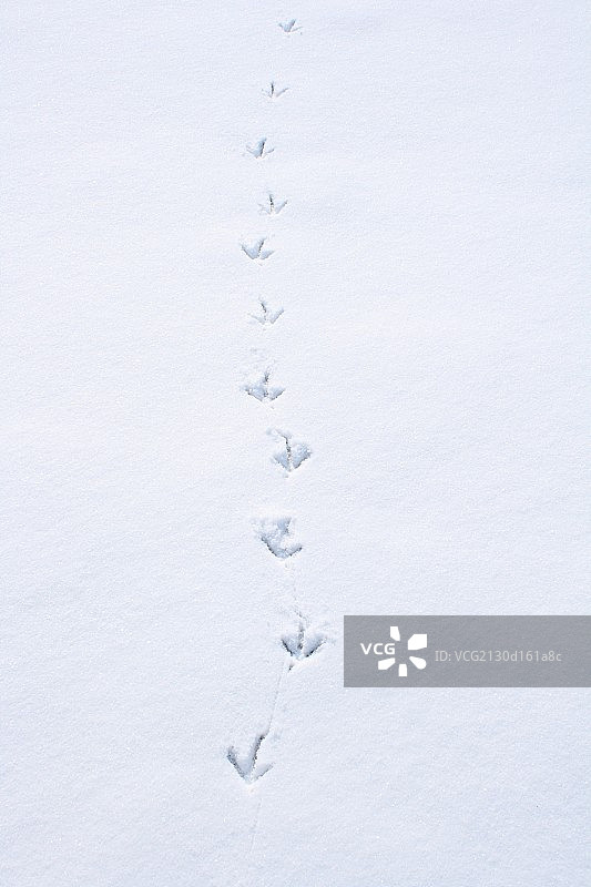 雪中动物足迹图片素材