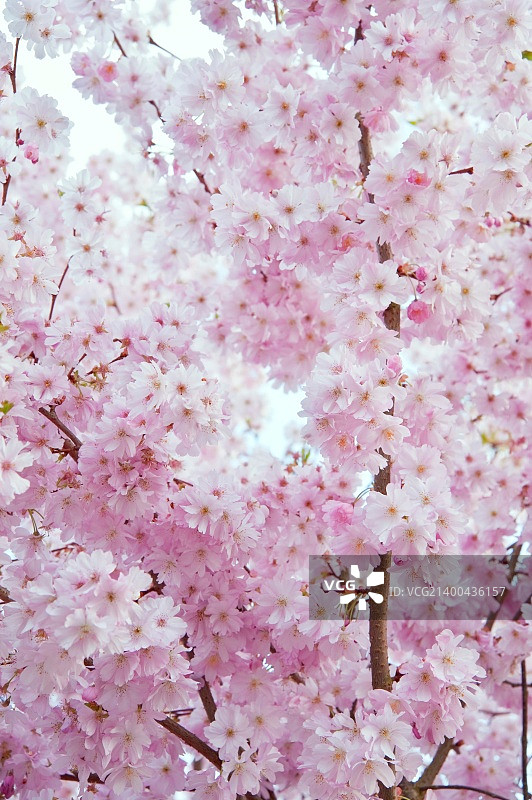 可爱明亮的高重点形象的春天开花树细节图片素材