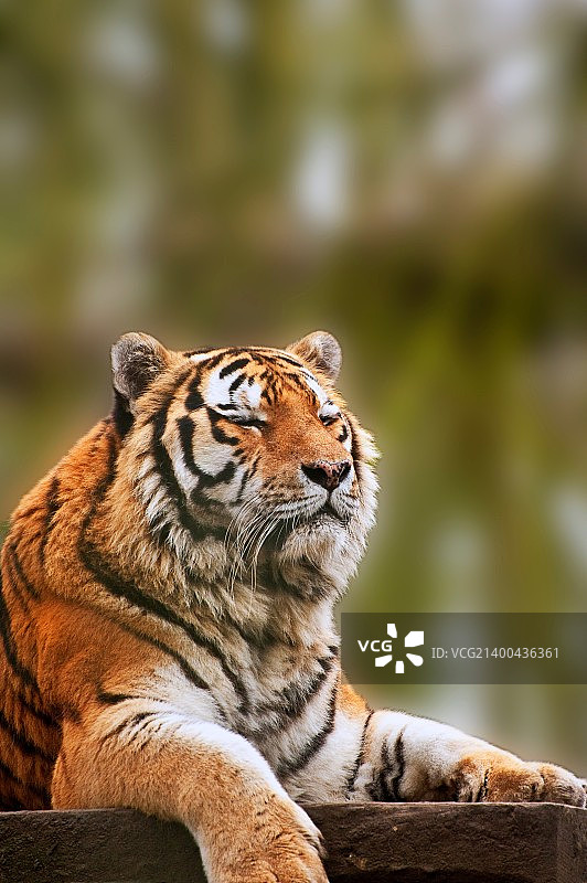 美丽的老虎在温暖的一天放松图片素材