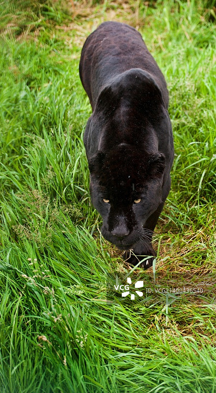 黑色美洲虎Panthera Onca在长草中潜行图片素材