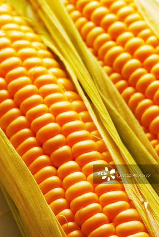 新鲜收获的玉米，特写。图片素材