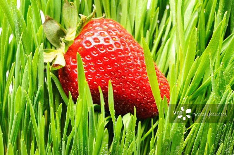 绿草草莓特写图片素材
