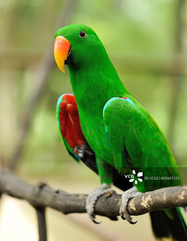 美丽的绿色鹦鹉鸟图片素材