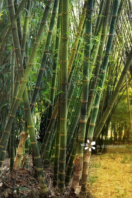 阳光明媚的竹林图片素材