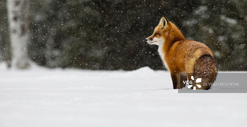 狐狸在傍晚下雪图片素材