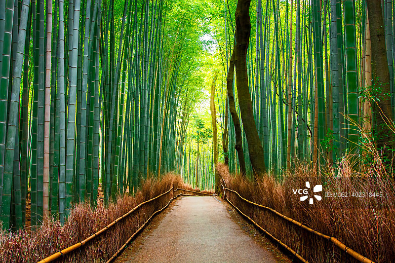 京都的竹林图片素材