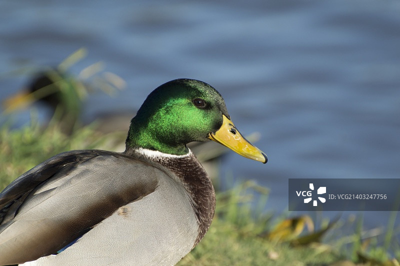 雄性野鸭的特写，绿色的羽毛在他的身上图片素材