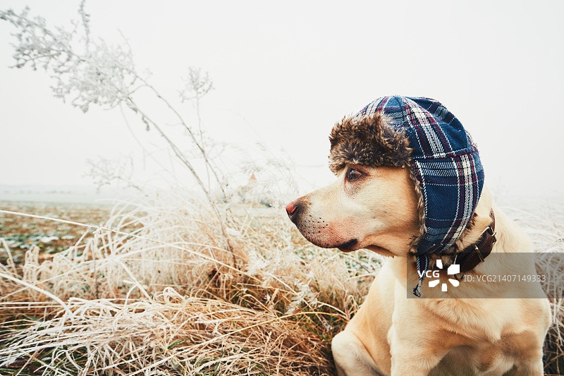 冬天戴着帽子的狗图片素材
