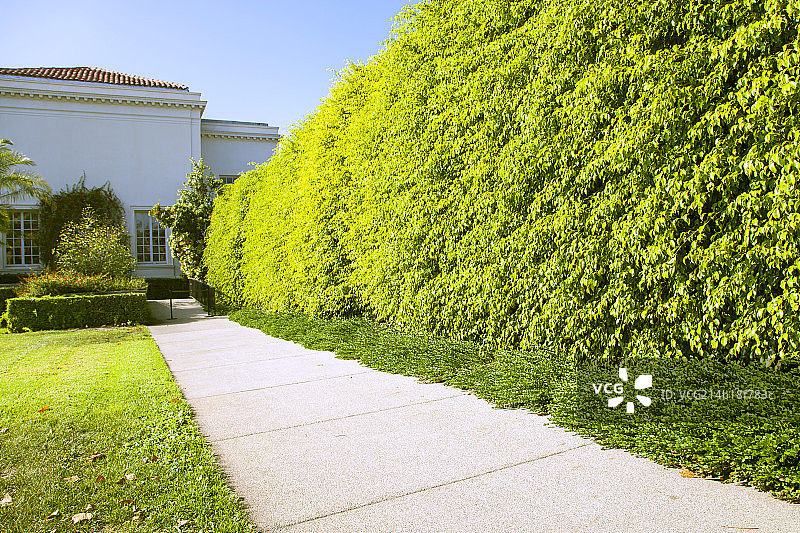 房前的小路和绿色的植物墙图片素材