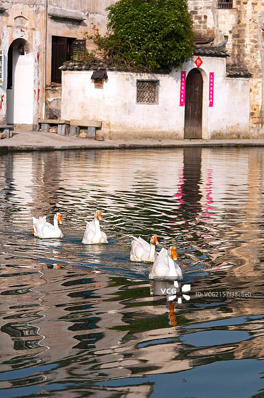 四只白色的鹅排着队在池塘里行进图片素材