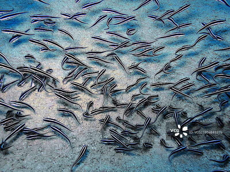热带鲭鱼群图片素材