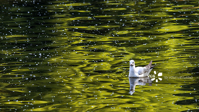 翠湖公园海鸥图片素材