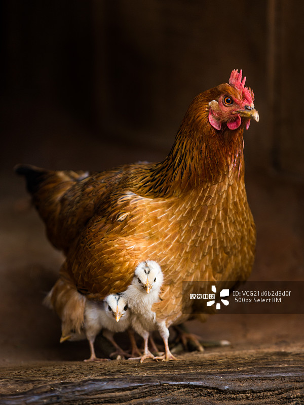 鸡妈妈保护小鸡图片
