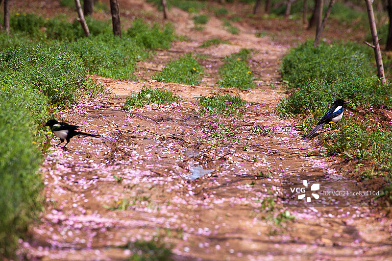 两只喜鹊落在满是桃花瓣的路上图片素材
