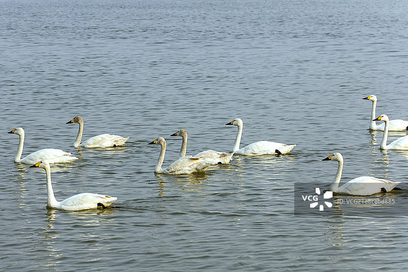一群白色天鹅在湖中游泳图片素材