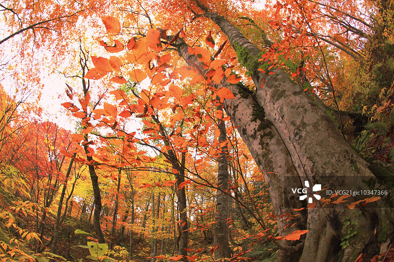 秋天的落叶图片素材