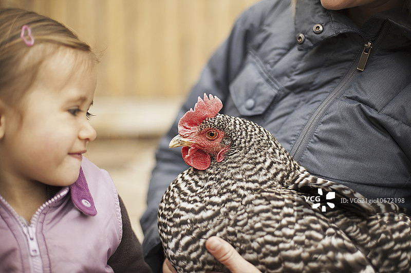 一个穿着灰色外套的女人，一只胳膊下夹着一只红鸡冠的黑白鸡。她旁边的一个小女孩紧紧地抓着鸡。图片素材