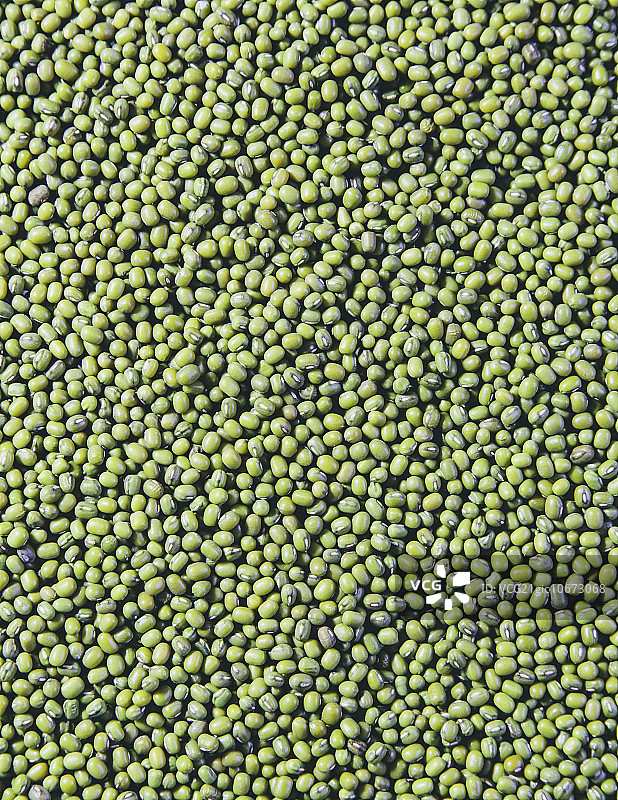 绿豆，也被称为绿克或金克，原产于印度。图片素材