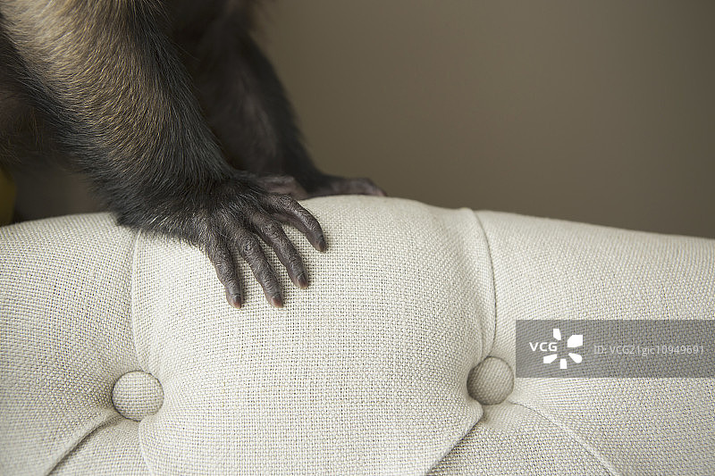 一只卷尾猴坐在椅子上，一只手铺在被子上。图片素材
