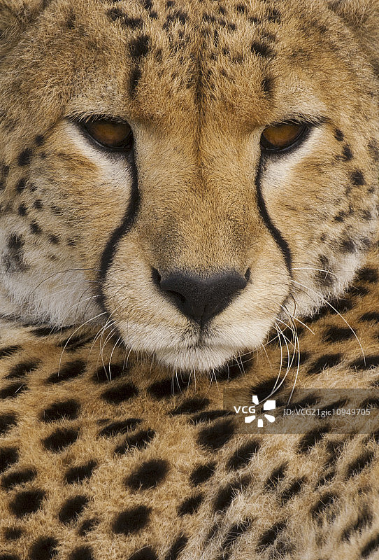 这是一只印度豹，面部特写，皮毛上有斑点。图片素材