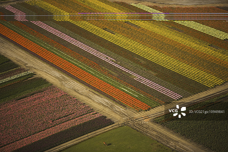从空中看，盛开的郁金香在华盛顿斯卡吉特山谷的田野上创造了一个色彩缤纷的图案。图片素材