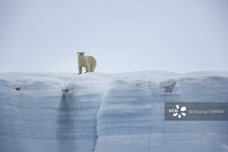 一只北极熊，小熊，站在冰崖上。图片素材