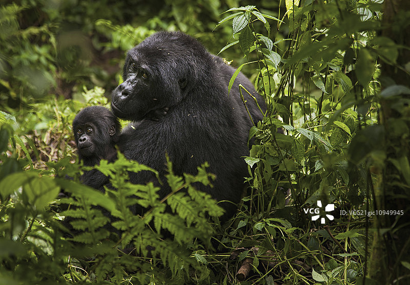 山地大猩猩和幼猩猩，火山国家公园，卢旺达图片素材