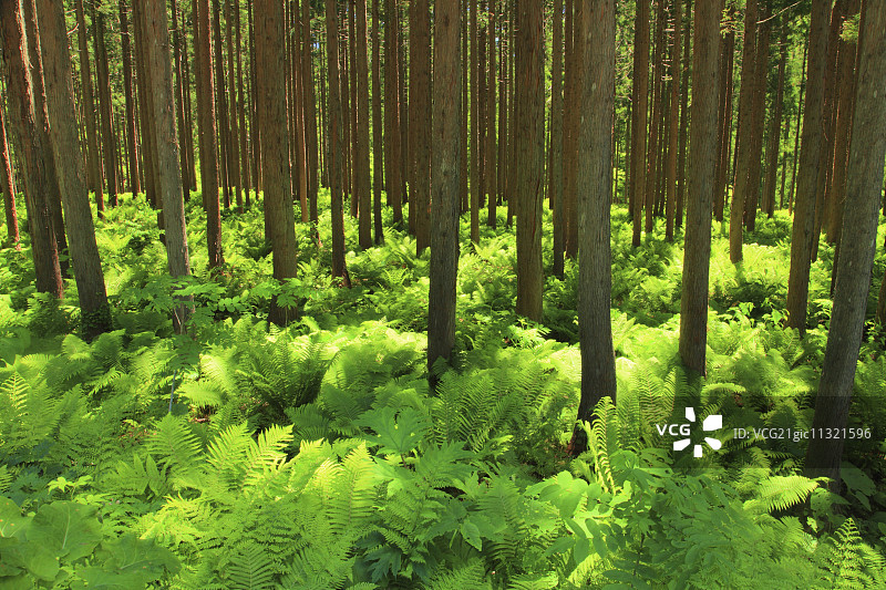 绿色的森林图片素材