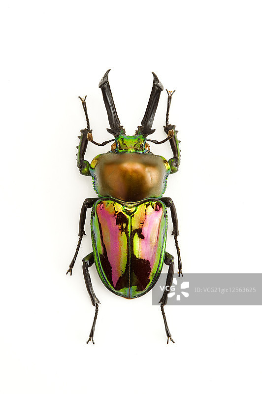 锹形虫,甲虫,昆虫,鞘翅目,彩虹锹形虫,图片素材