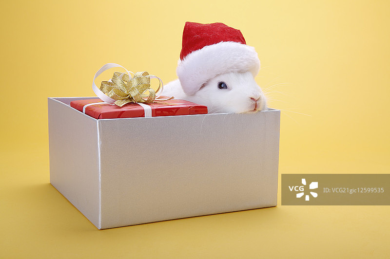 礼物,兔子,盒子图片素材
