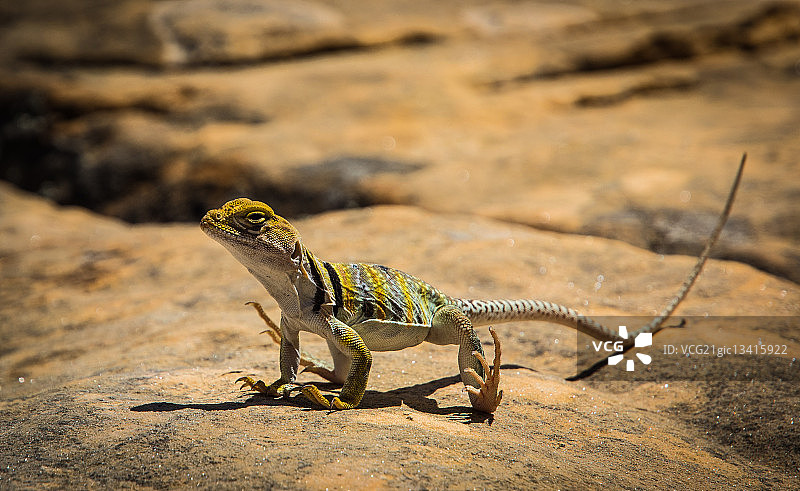 在岩石上晒太阳的蜥蜴，塞多纳，亚利桑那州，美国图片素材
