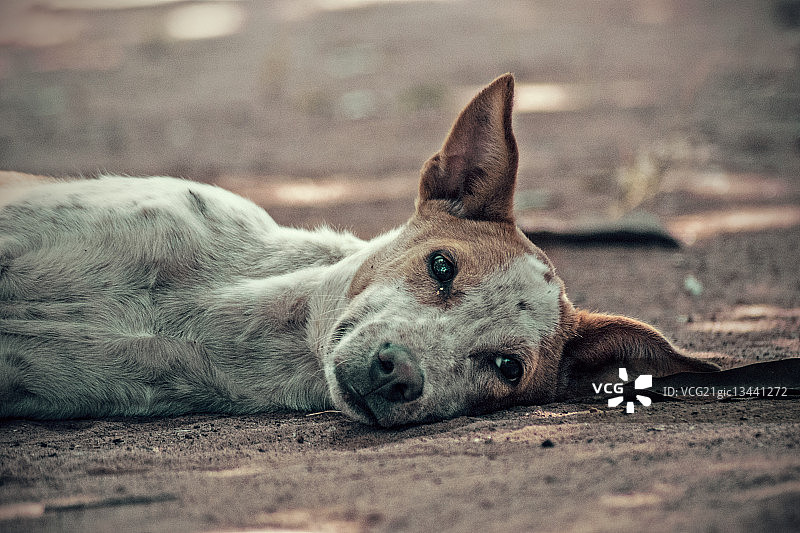 流浪狗躺在地上的肖像图片素材