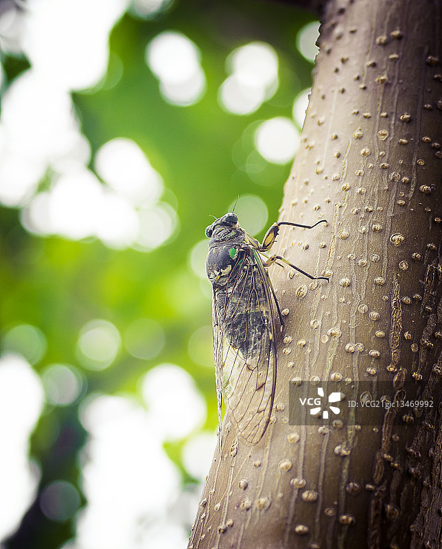 夏天蝉站在树干上图片素材