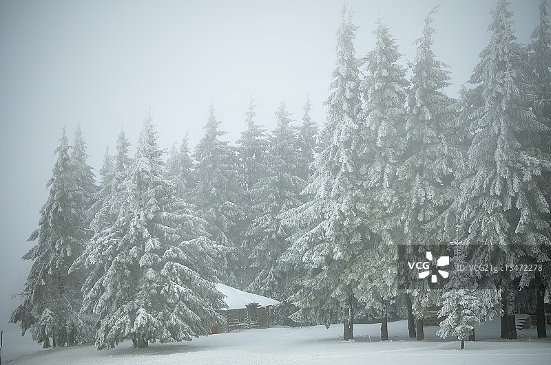 雪中的松树中间坐落着一间小木屋。图片素材
