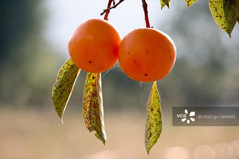 柿、Jeongeup-si Jeonbuk图片素材