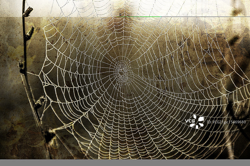滴在蜘蛛网上图片素材