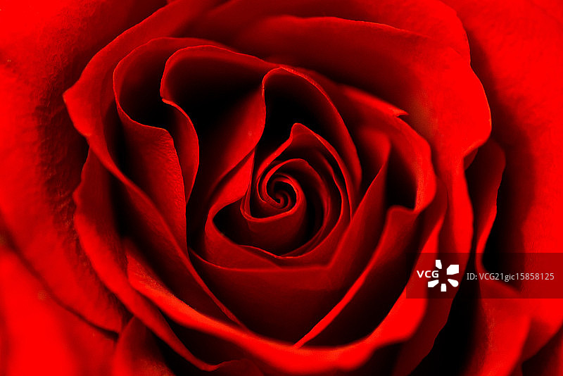 玫瑰是红色的图片素材