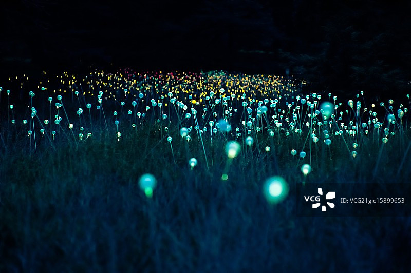 绿色灯泡晚上在草地上闪闪发光图片素材