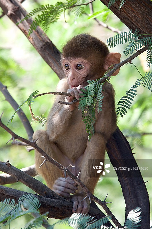 猕猴吃树叶图片素材