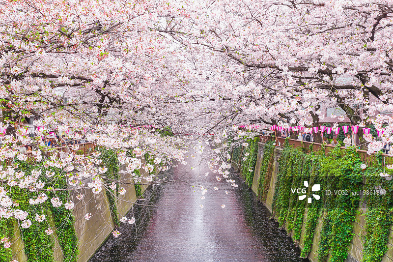 日本东京目黑河上盛开的樱花图片素材