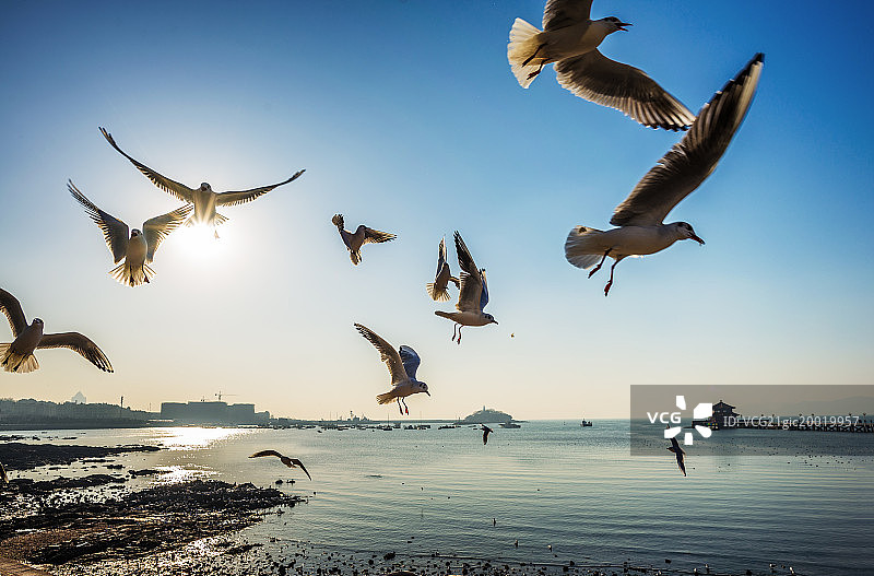 青岛栈桥海滨日出时的海鸥图片素材