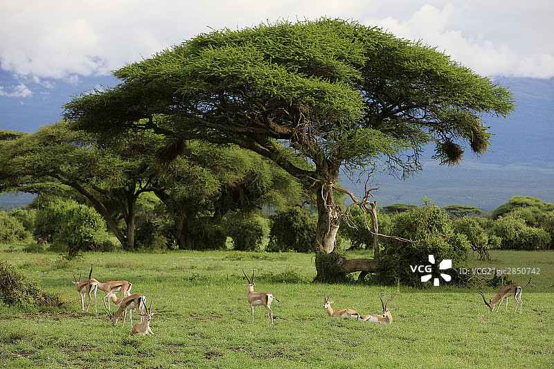 非洲肯尼亚风光图片素材