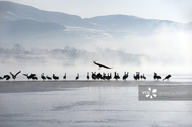 云南省念湖黑颈鹤自然保护区图片素材