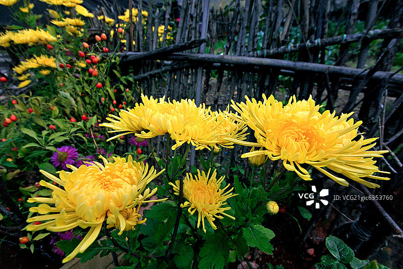 黄色菊花图片素材