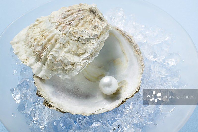 碎冰上牡蛎壳里的珍珠图片素材
