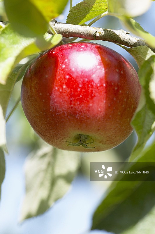 树上挂着苹果品种“贝诺尼”图片素材