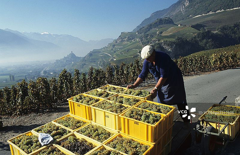 瑞士瓦莱市赛永的葡萄采摘者图片素材