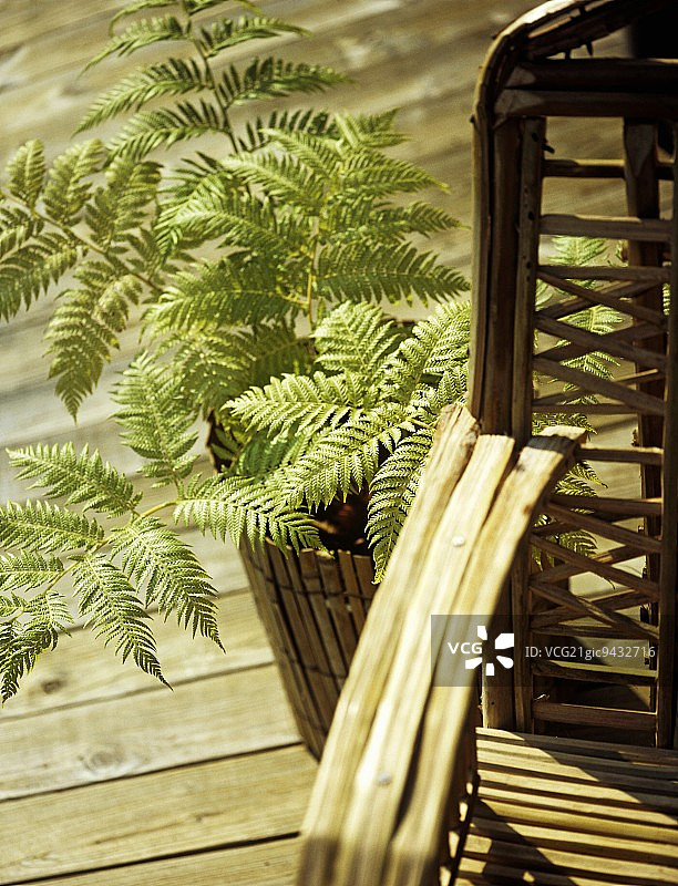 藤条花园椅和蕨类植物在竹花盆的木板上图片素材
