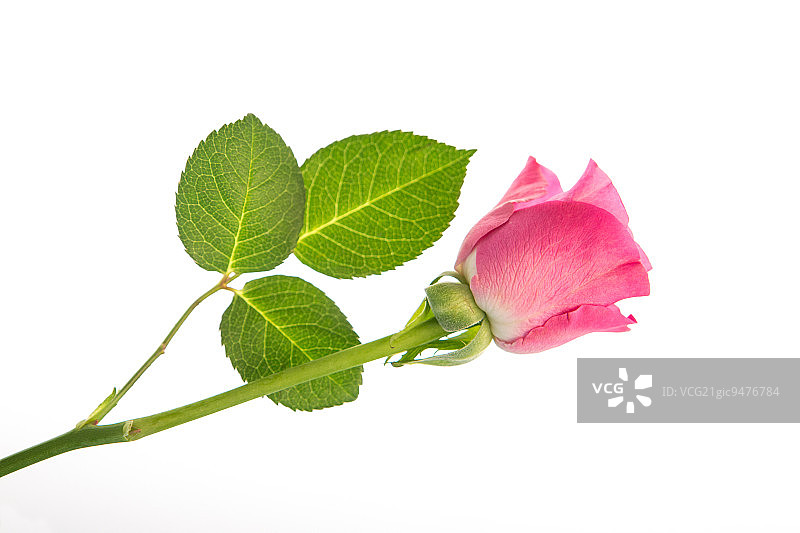 白色背景上有三片叶子的粉红色玫瑰图片素材